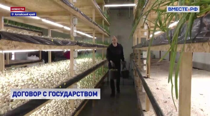 Порядка 4 тысяч социальных контрактов заключили жители Алтайского края
